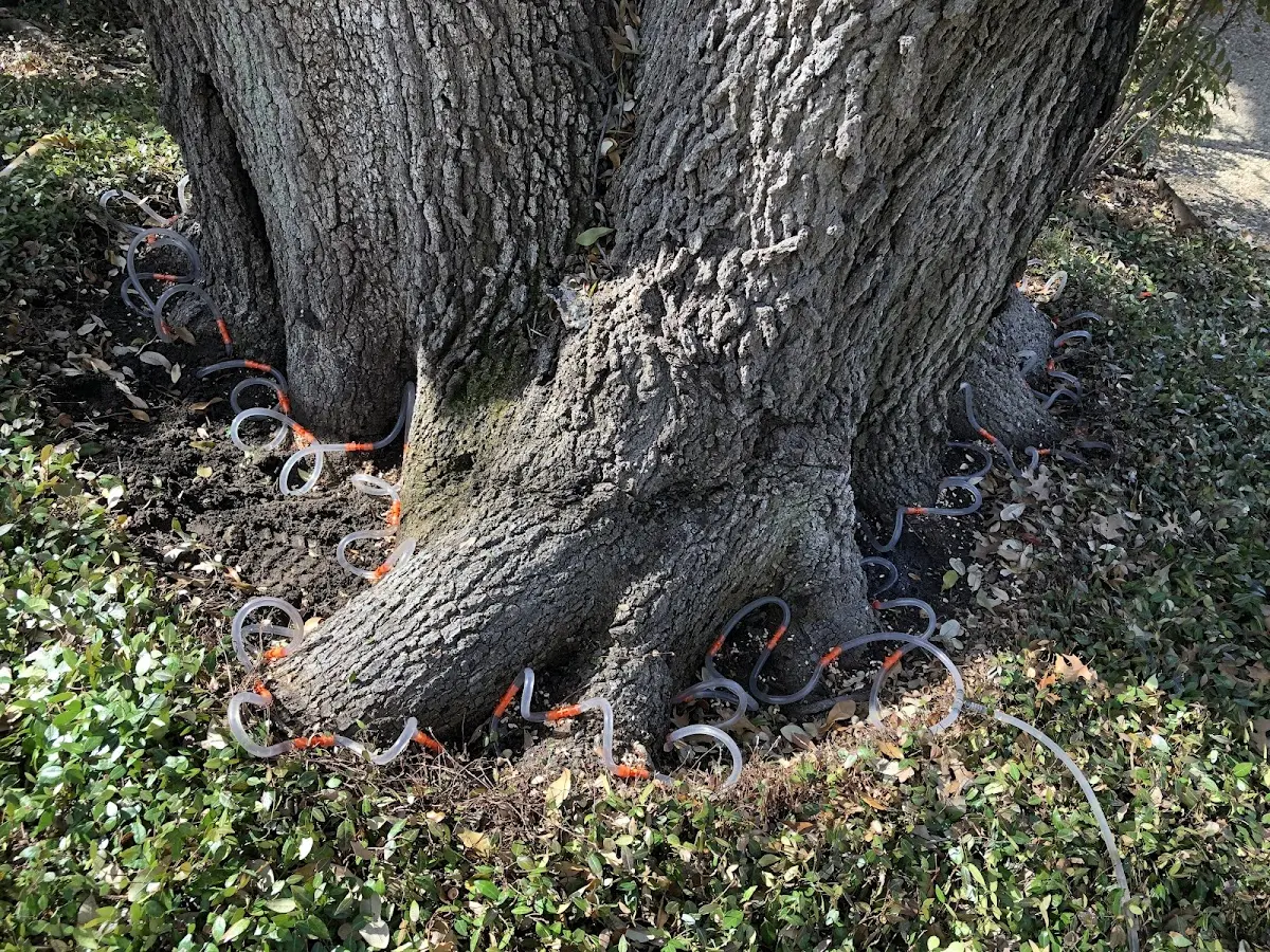 Detailed Tree Cabling and Bracing job site in Gaylord
