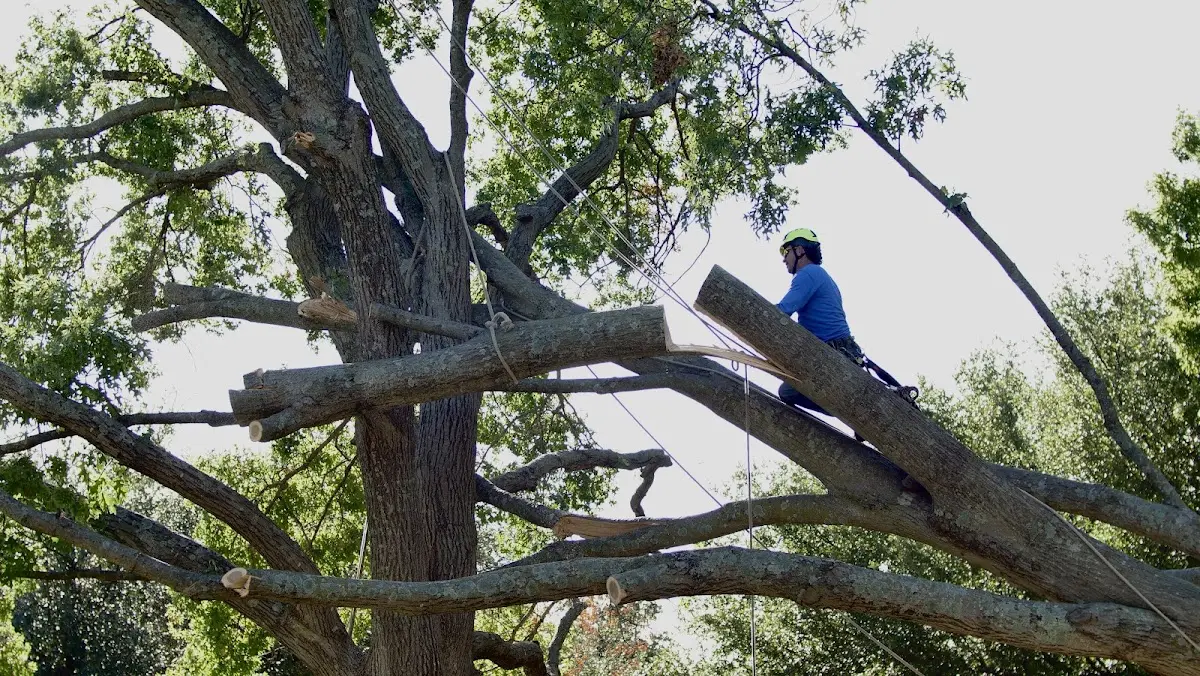 Professional Hazardous Tree Removal performed by certified arborists in Gaylord