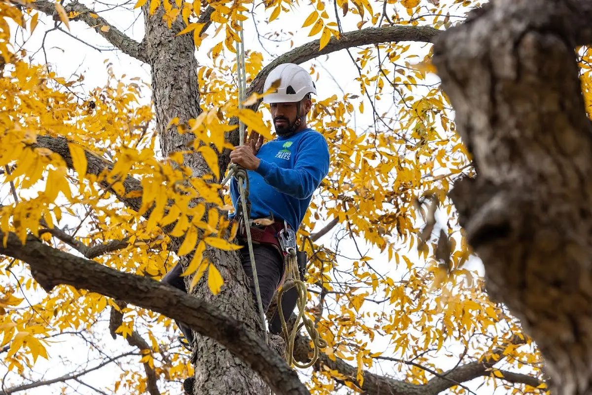 Skilled Tree Pruning crew working in Gaylord