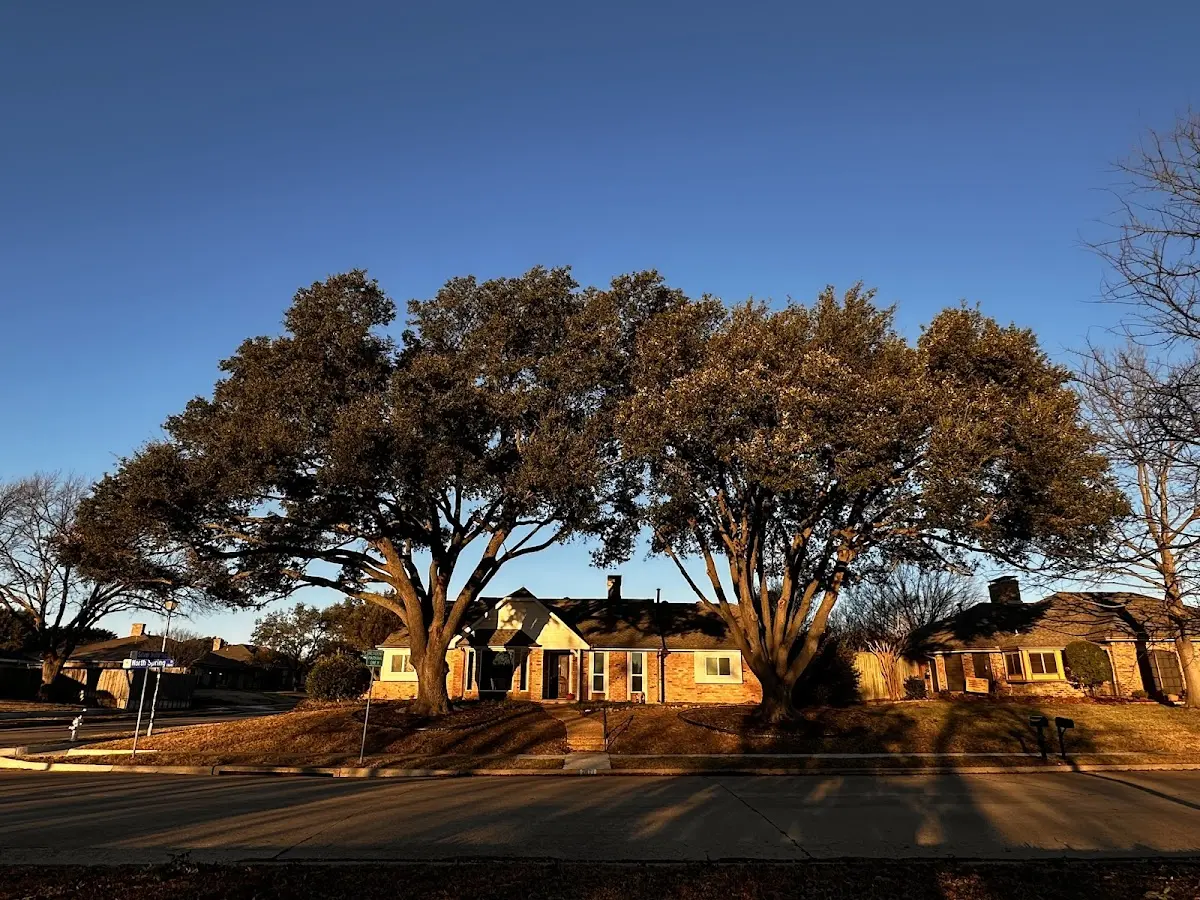 Established residential canopy tree shading a home in Gaylord